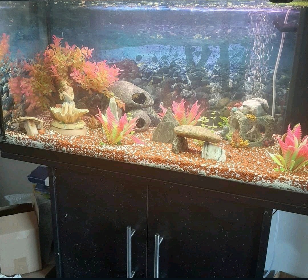 Aquarium, Dieren en Toebehoren, Ophalen