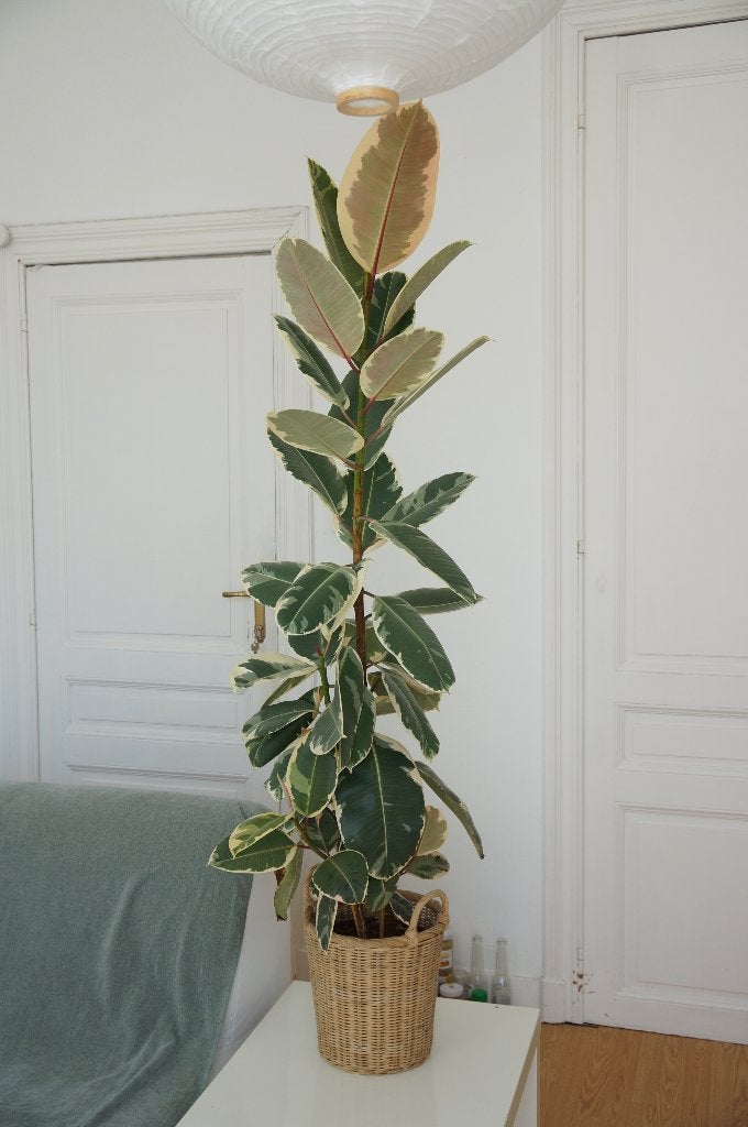 Grande Plante: Ficus elastica Tineke, Maison & Meubles, Plantes d'intérieur, Ficus, En pot, Plein soleil, Plante verte