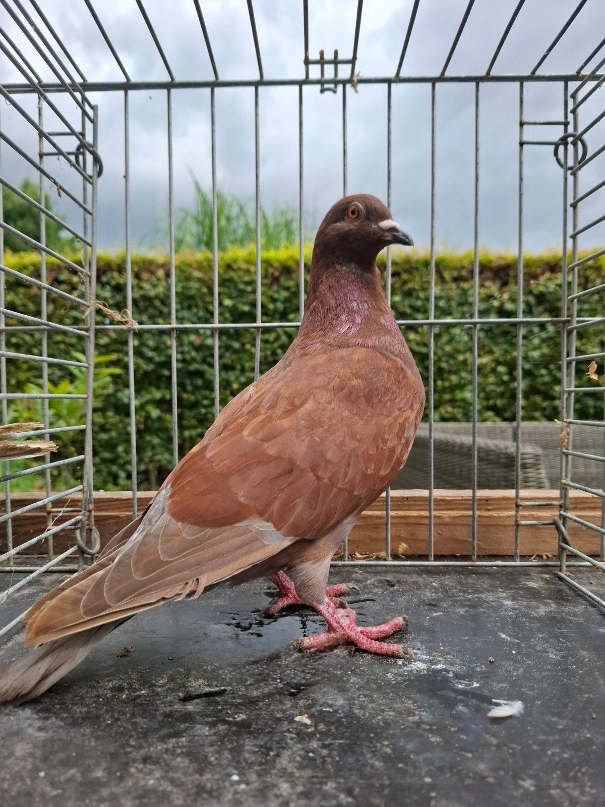 kleurpostduiven, Dieren en Toebehoren, Meerdere dieren, Postduif
