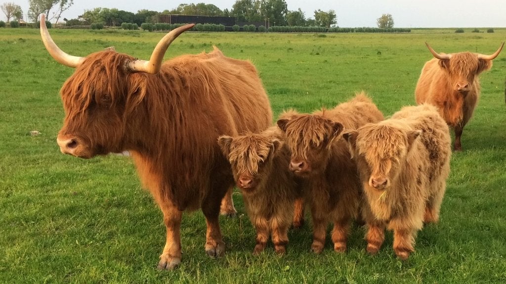 Schotse Hoogland kalveren, Dieren en Toebehoren