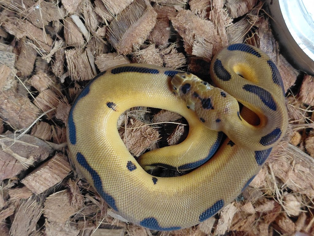enchi leopard clown Ball Python photo 3