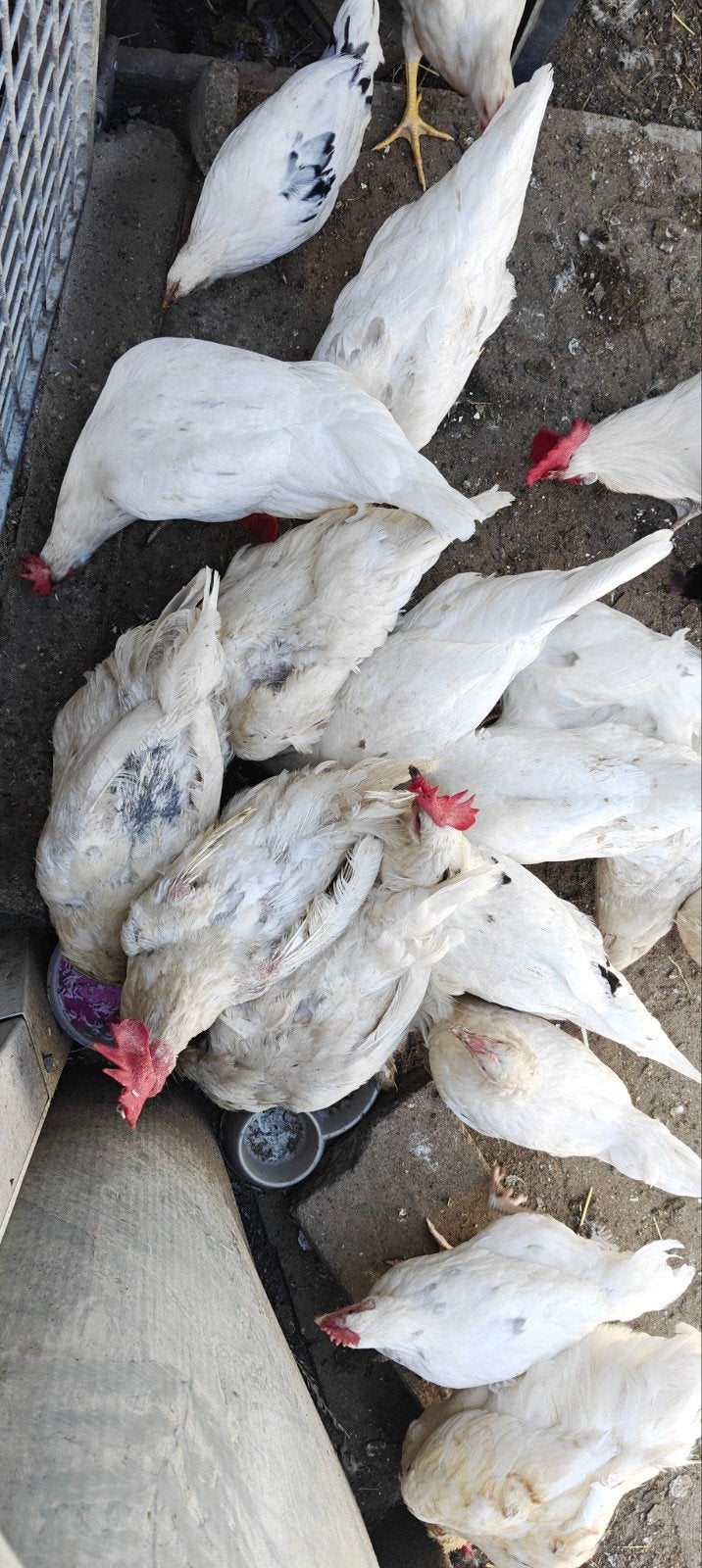 Legkippen 1/2 jaar oud, Dieren en Toebehoren, Vrouwelijk, Roofvogel