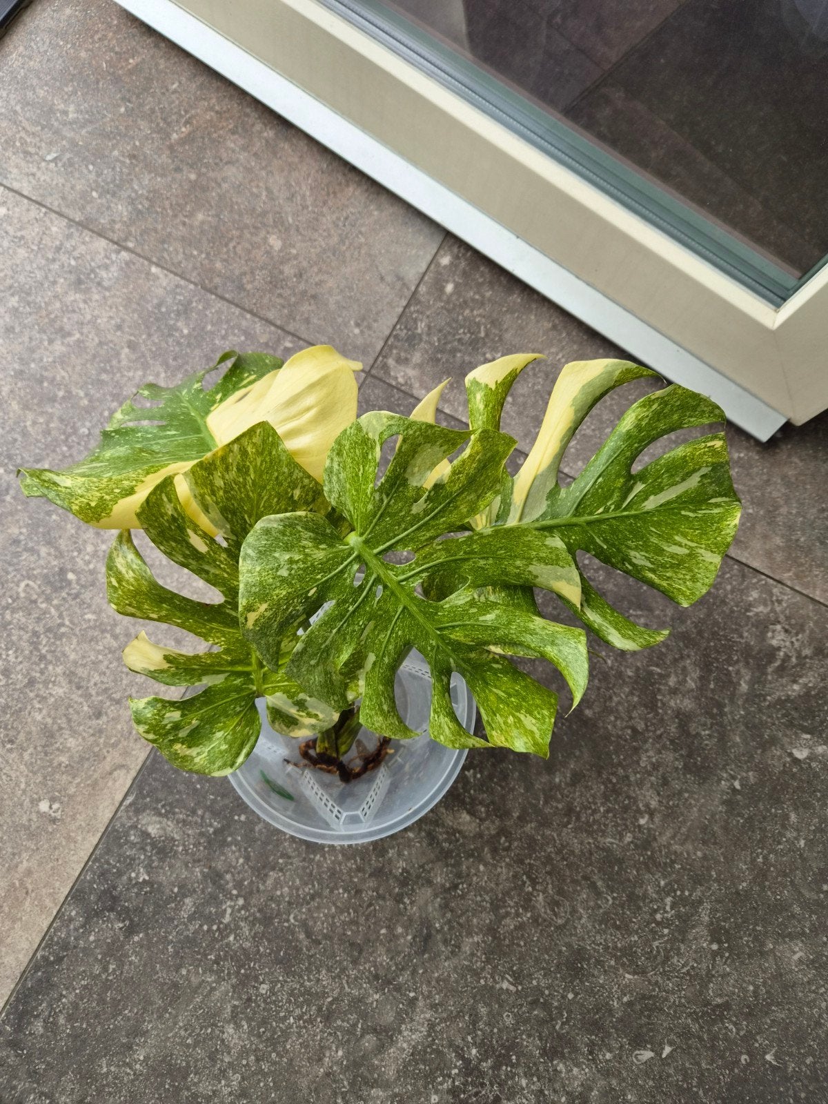 Monstera Legacy, Enlèvement ou Envoi