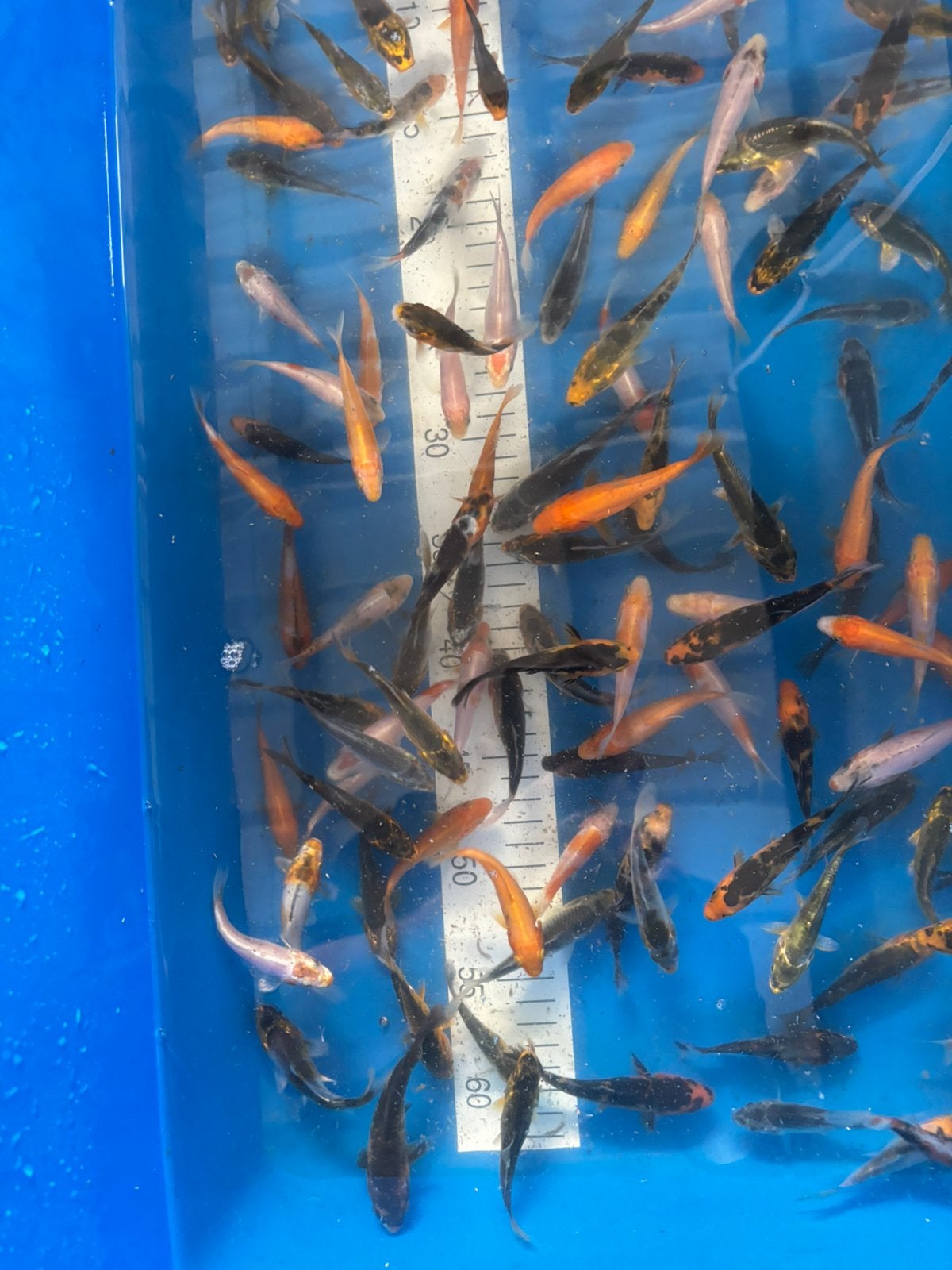 Meer dan 600 tosai op stock, Dieren en Toebehoren, Vissen | Vijvervissen, Karper of Koi