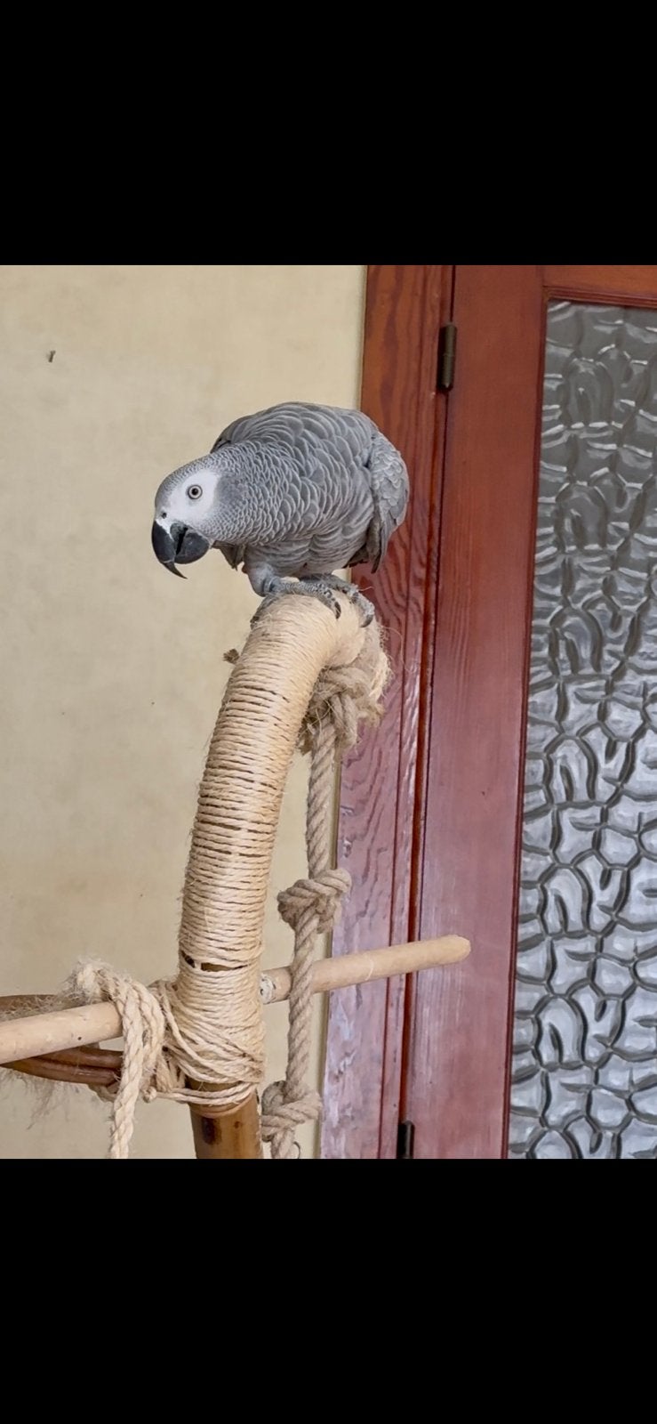 Magnifique Gris du Gabon – 2 ans – Parle très bien, Enlèvement