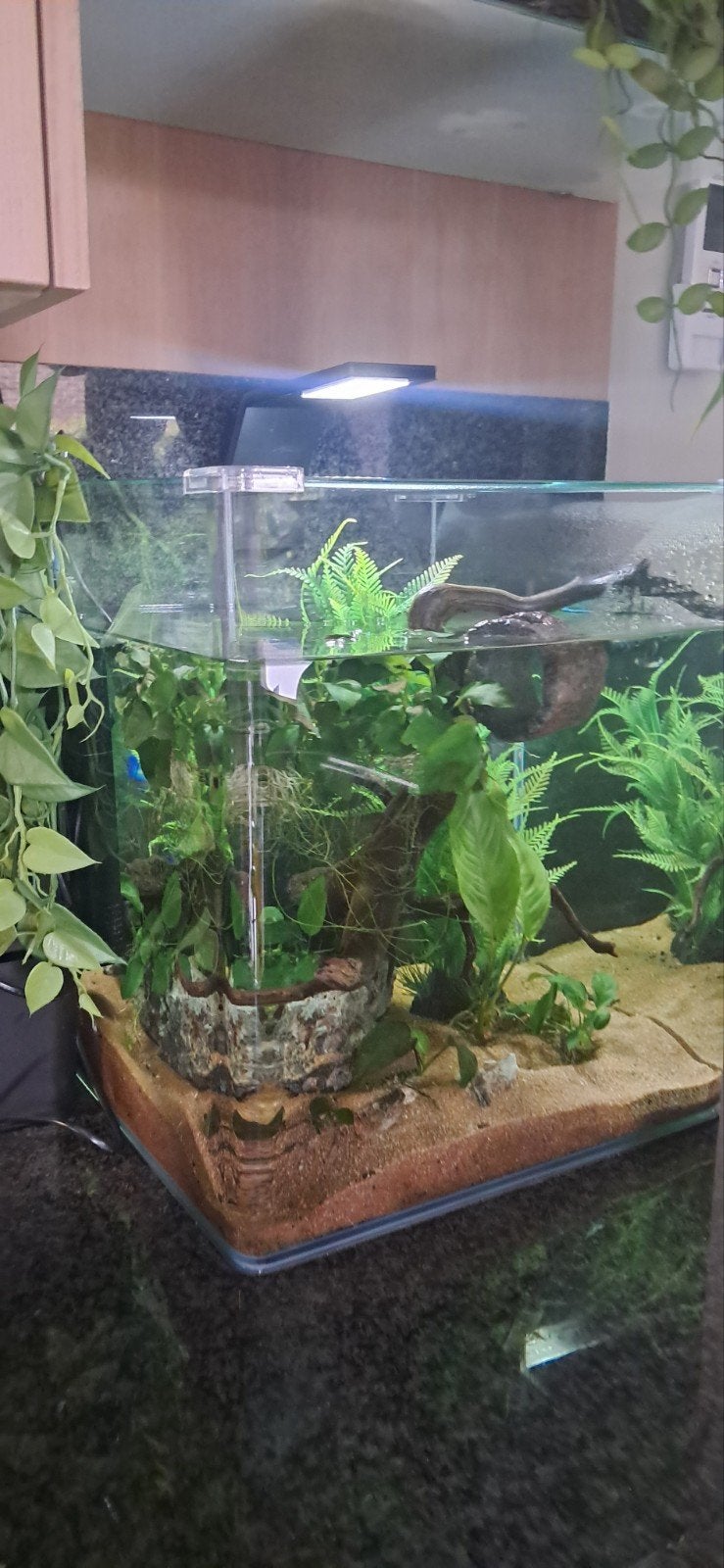 Aquarium Dennerle 60 l, Enlèvement, Utilisé