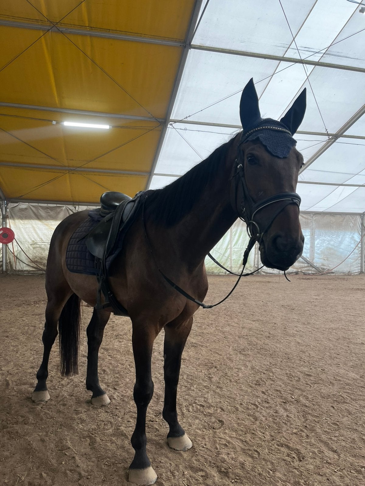 5 jarige bwp merrie te koop, Dieren en Toebehoren, Merrie, Springpaard, Minder dan 160 cm, 3 tot 6 jaar