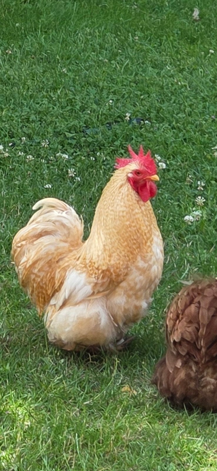 Cochin kriel haantje, Dieren en Toebehoren, Pluimvee