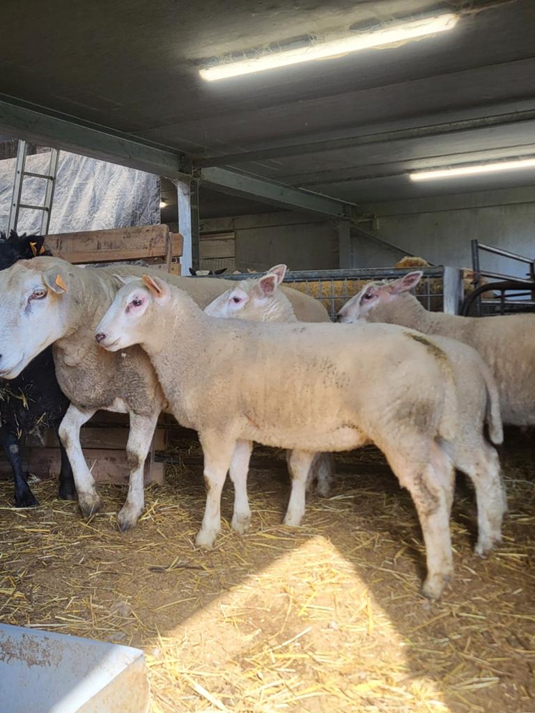 Mannelijke schapen lammeren, Dieren en Toebehoren, Mannelijk, Schaap, 0 tot 2 jaar