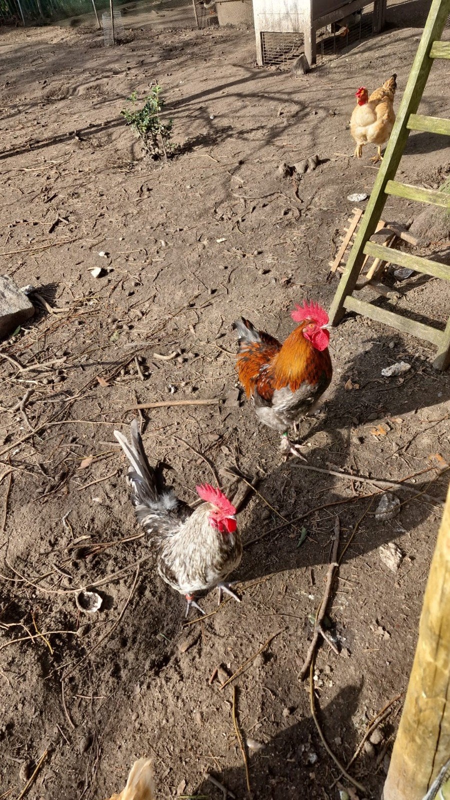 Zweedse haan (links) tekoop, Poule ou poulet