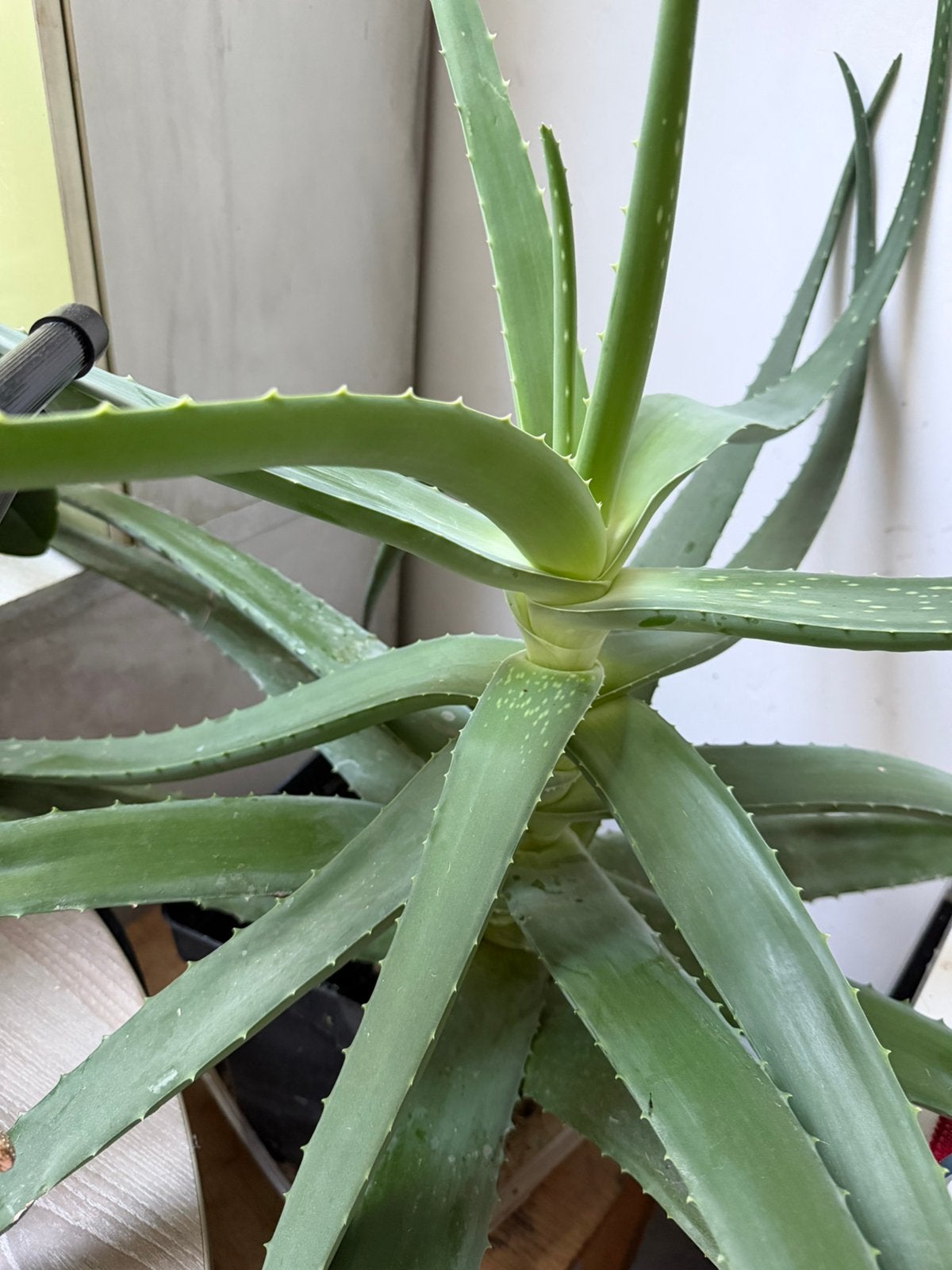 Aloe, Maison & Meubles, Plantes d'intérieur, Enlèvement