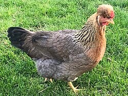 2 Cream leg bar hennen (blauwlegger), Dieren en Toebehoren