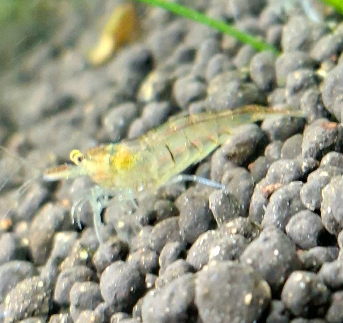 neocaridina garnalen, Dieren en Toebehoren, Ophalen