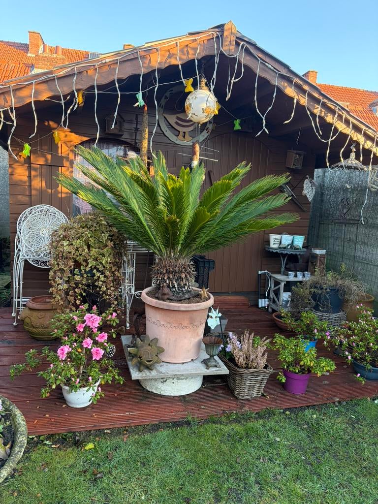 Grote prachtige Cyca, Tuin en Terras, Planten | Bomen, Bloeit niet, 100 tot 250 cm, Palmboom, Ophalen
