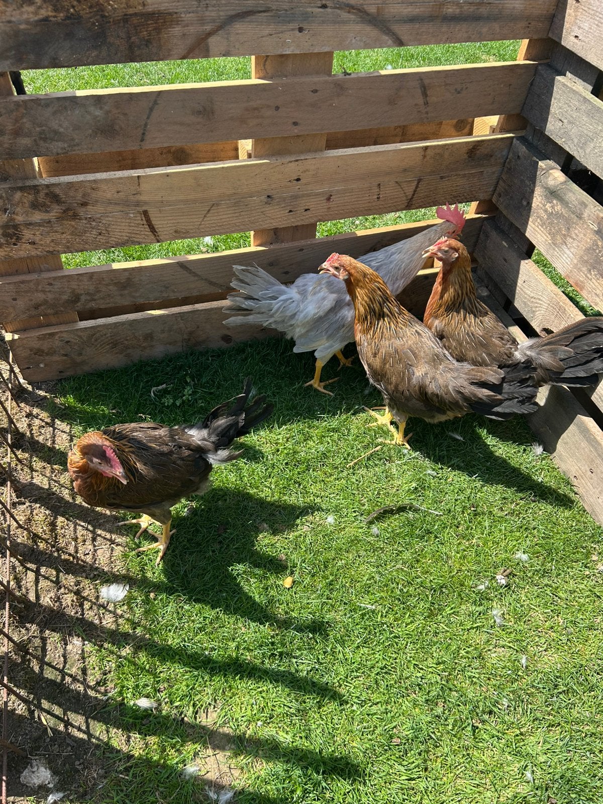 Jonge leghorn hennen, Dieren en Toebehoren, Pluimvee, Vrouwelijk, Kip