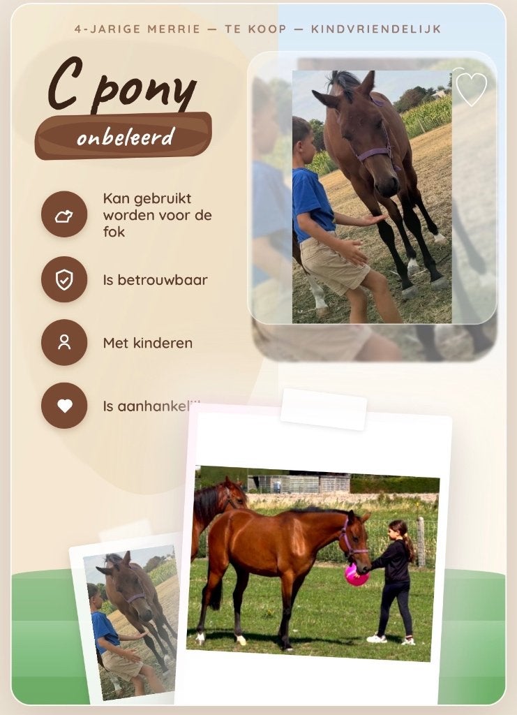 C pony, Merrie, Onbeleerd, C pony (1.27m tot 1.37m), 3 tot 6 jaar