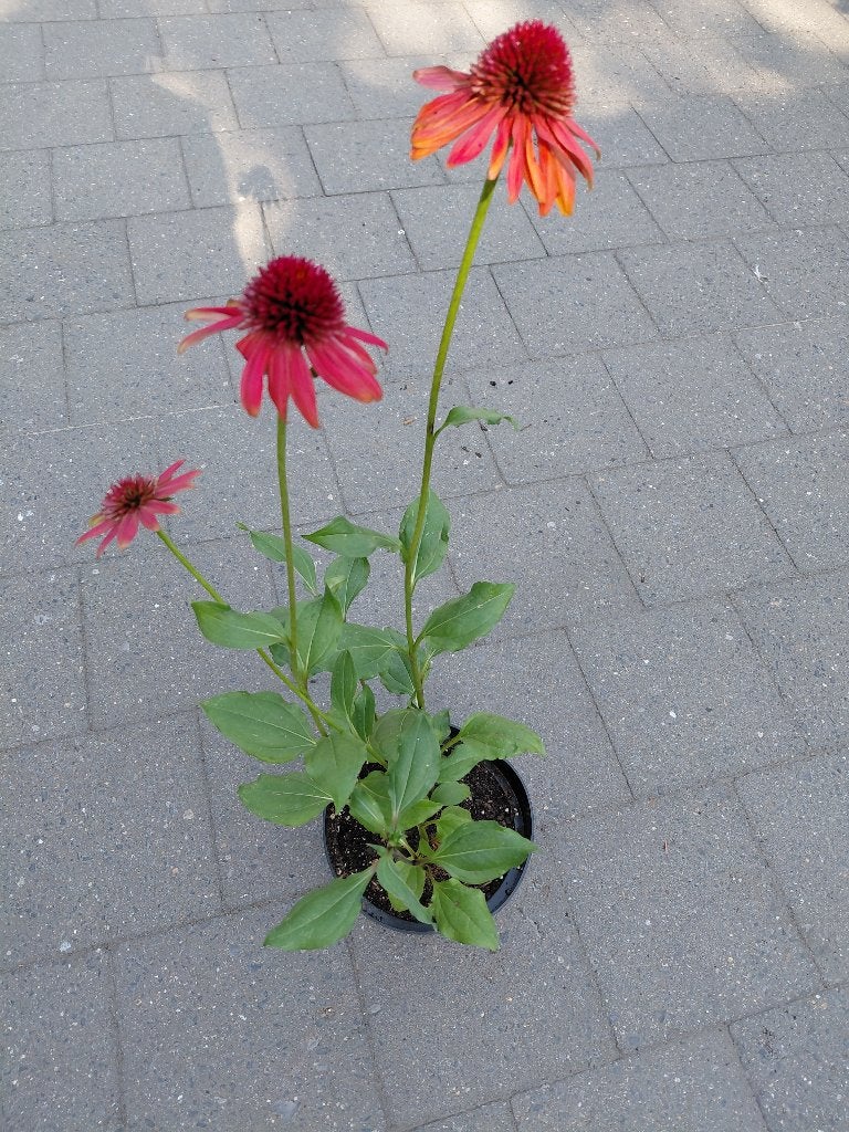 Echinacea Eccentric, Jardin & Terrasse, Plantes | Jardin, Enlèvement