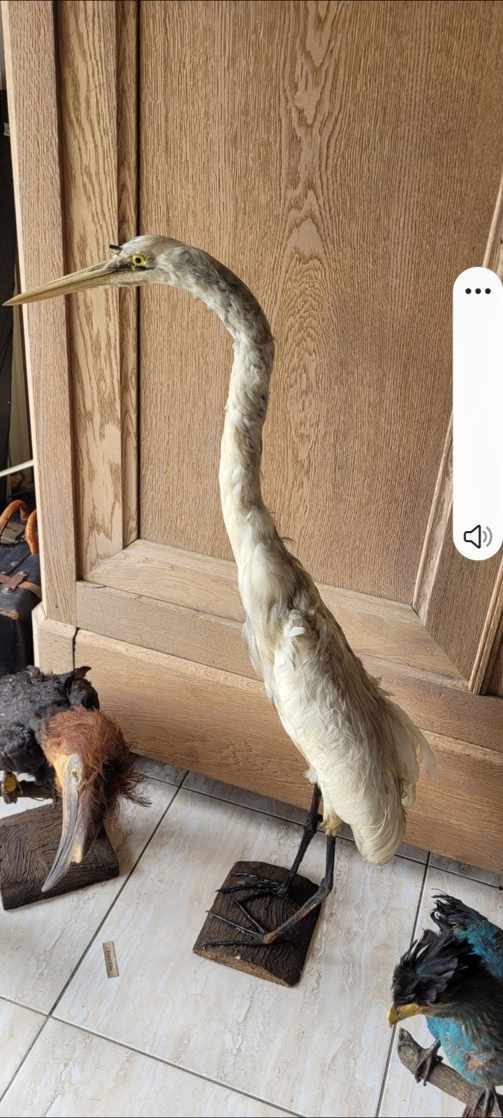 opgezette reiger taxidermie, Enlèvement