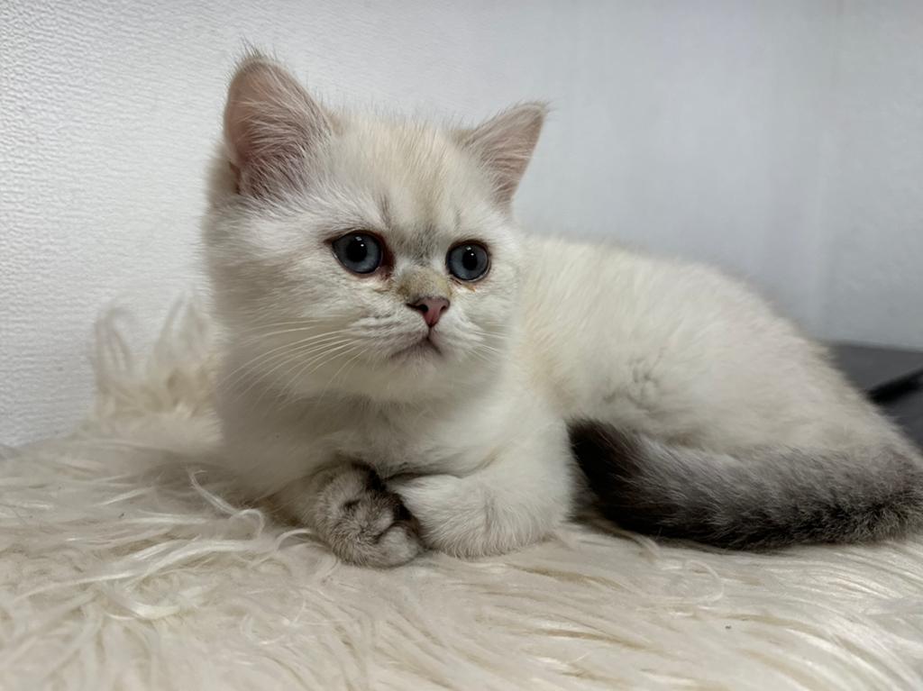 kittens Britse korthaar, Dieren en Toebehoren, Katten en Kittens | Raskatten | Korthaar, Meerdere dieren, 0 tot 2 jaar, Gechipt