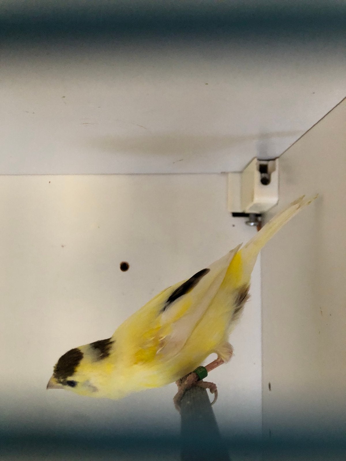 Japans kanarie, Dieren en Toebehoren