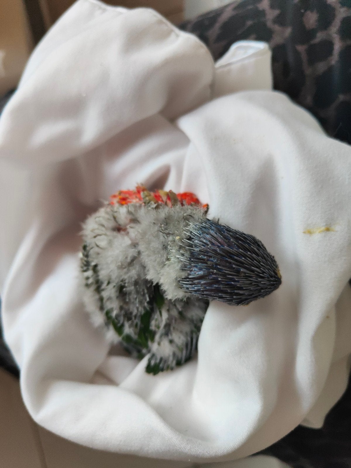 Lorybabys contre les Blue Mountains, Plusieurs animaux, Perroquet, Domestique