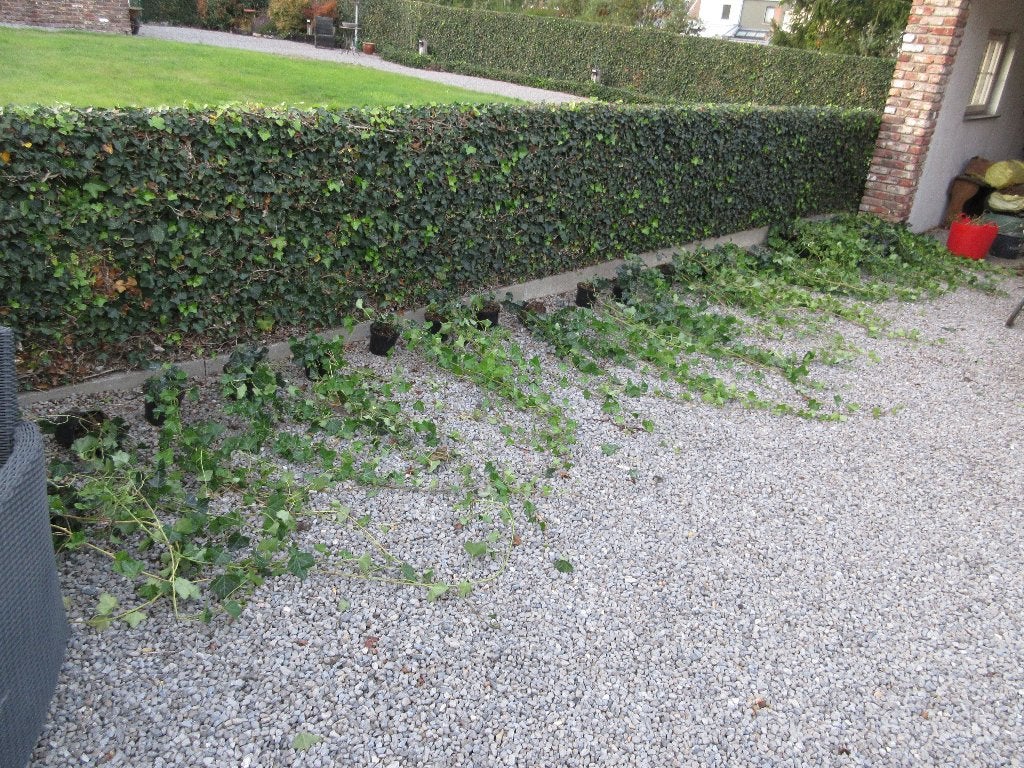 Lierre HEDERA  belles plantes 2 m et ramifiées 35 plants, Enlèvement
