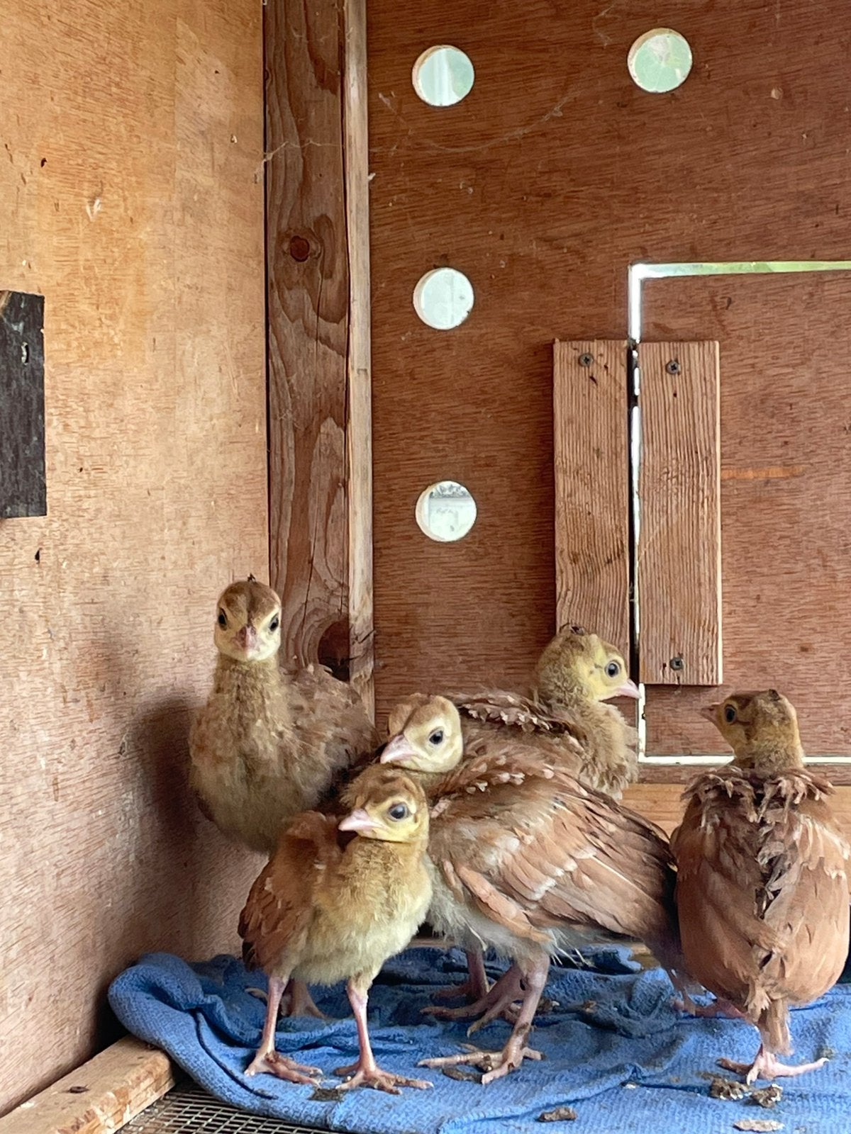 Violet pauw kuikens, Dieren en Toebehoren