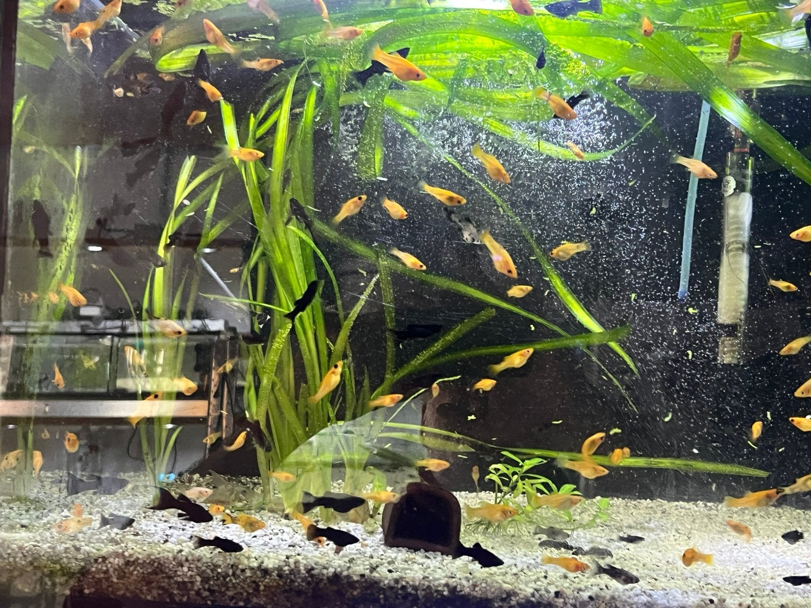Poissons tropicaux, Animaux & Accessoires, Poisson d'eau douce