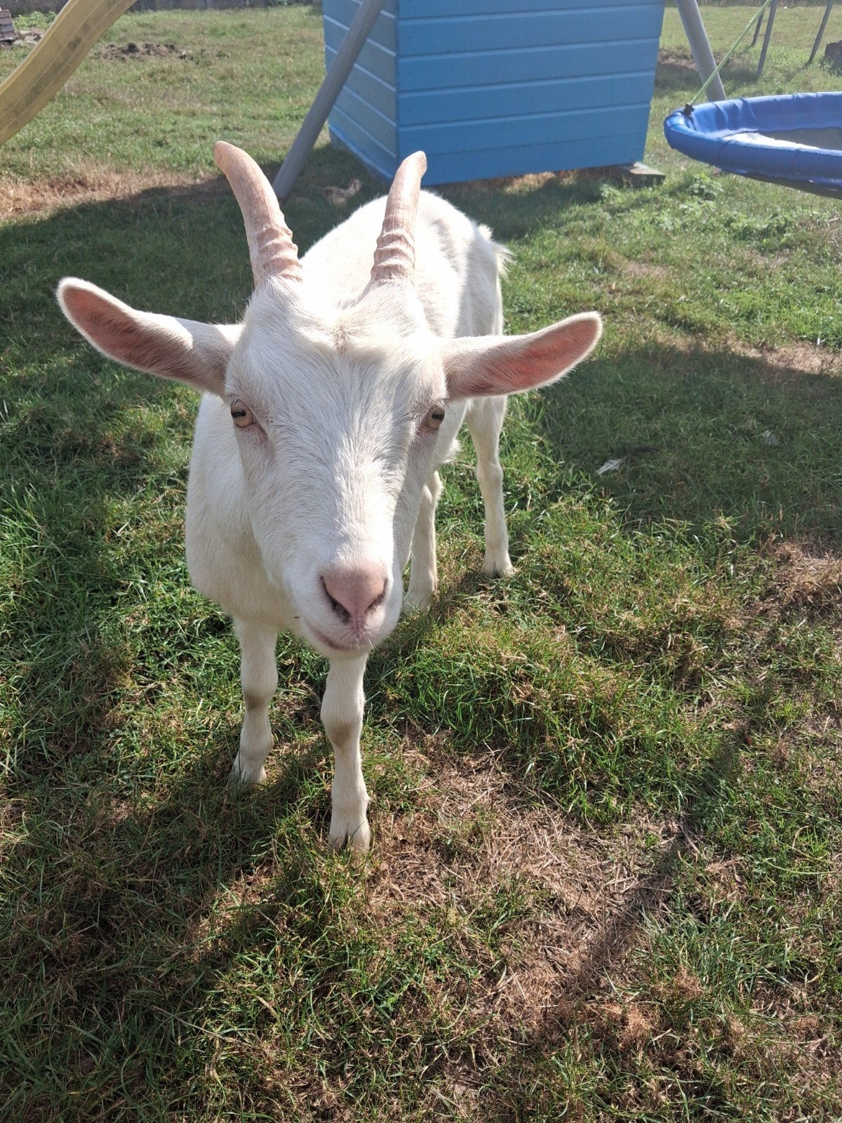 lief mieke hand tam, Femelle, 0 à 2 ans