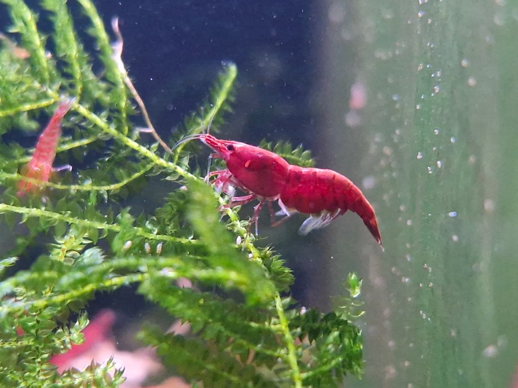 Neocaridina Bloody Mary - Rode Garnalen, Animaux & Accessoires, Poissons | Poissons d'aquarium, Poisson d'eau douce, Homard, Crabe ou Crevette