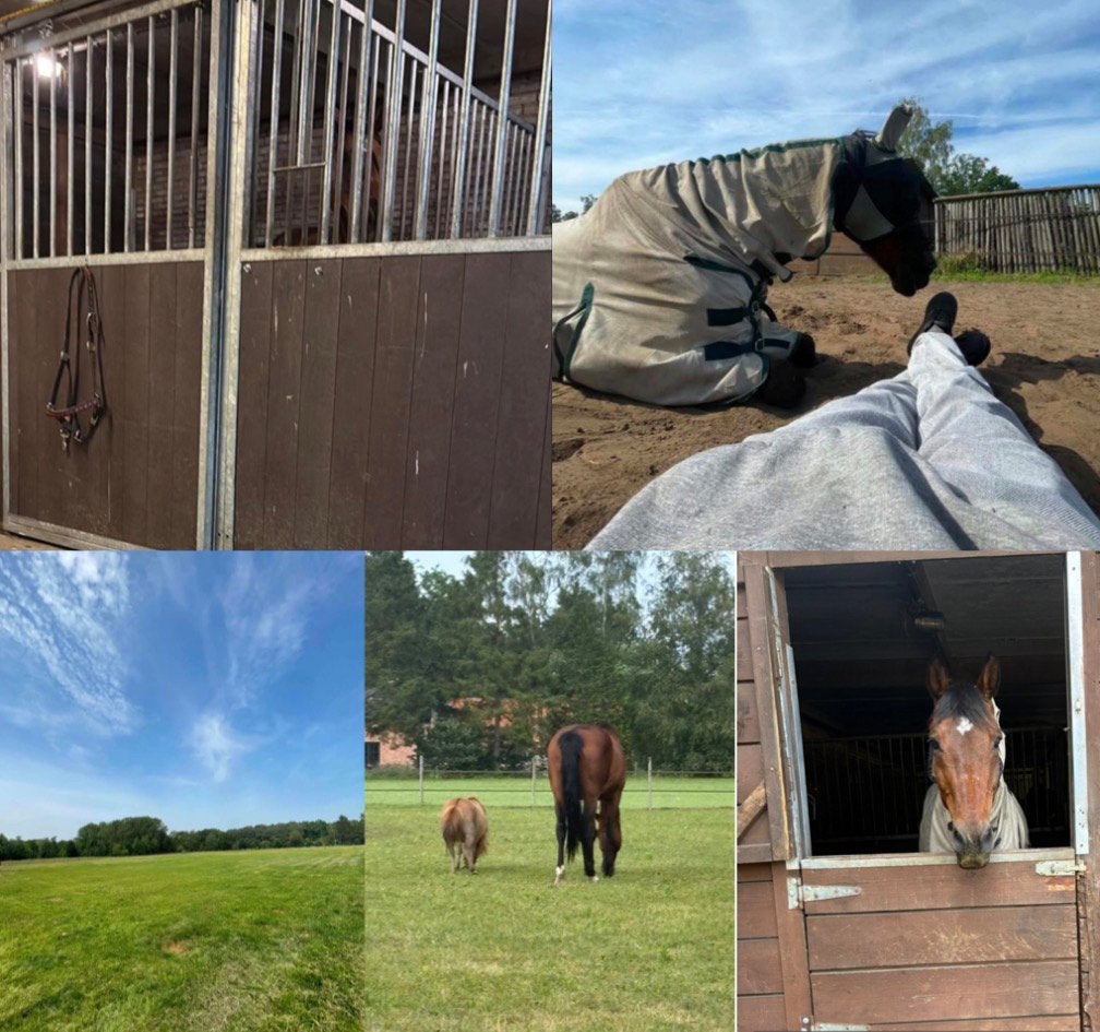 24/7 buiten in kudde verband, regio Lummen, Weidegang, 1 paard of pony