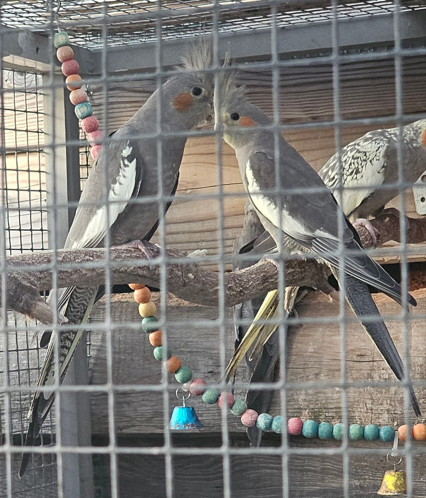 Nog 2 valkjes beschikbaar., Meerdere dieren, Parkiet, Geringd