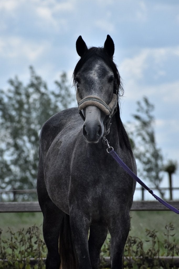 ## PRACHTIGE en super leuke Andalusier merrie ##, Jument, Poney E (1.48 m - 1.57m), Vermifugé, 3 à 6 ans