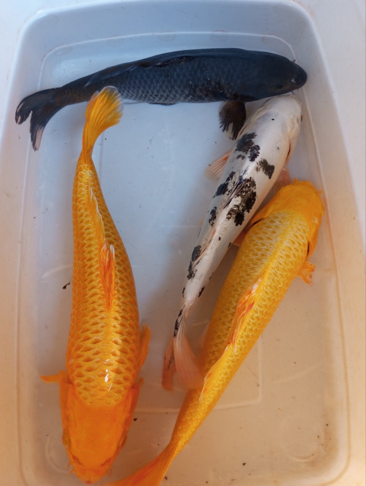 koi s 30/35 cm