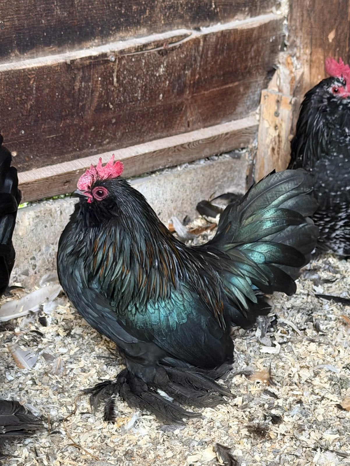 Ukkelse baardkrielen, Plusieurs animaux, Poule ou poulet