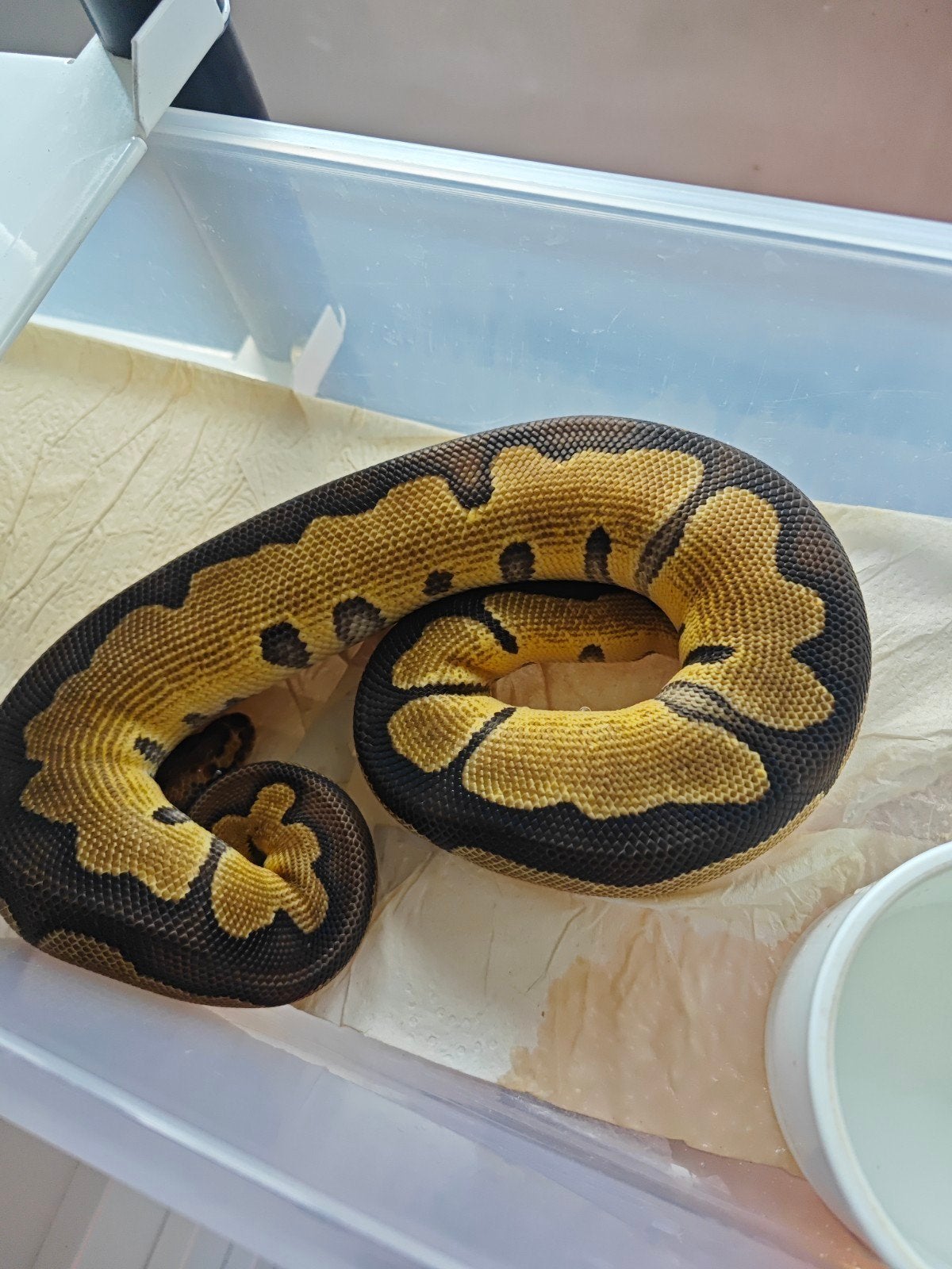 Pythons Regius Ball Python photo 11