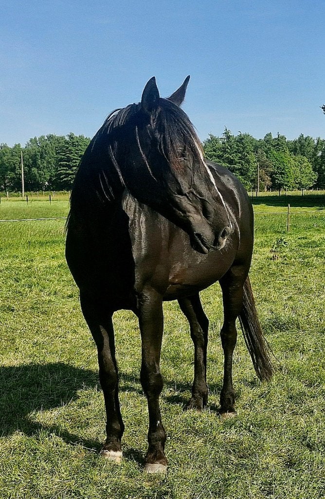 Dravers merrie, Dieren en Toebehoren, Minder dan 160 cm, 7 tot 10 jaar, Recreatiepaard, Merrie