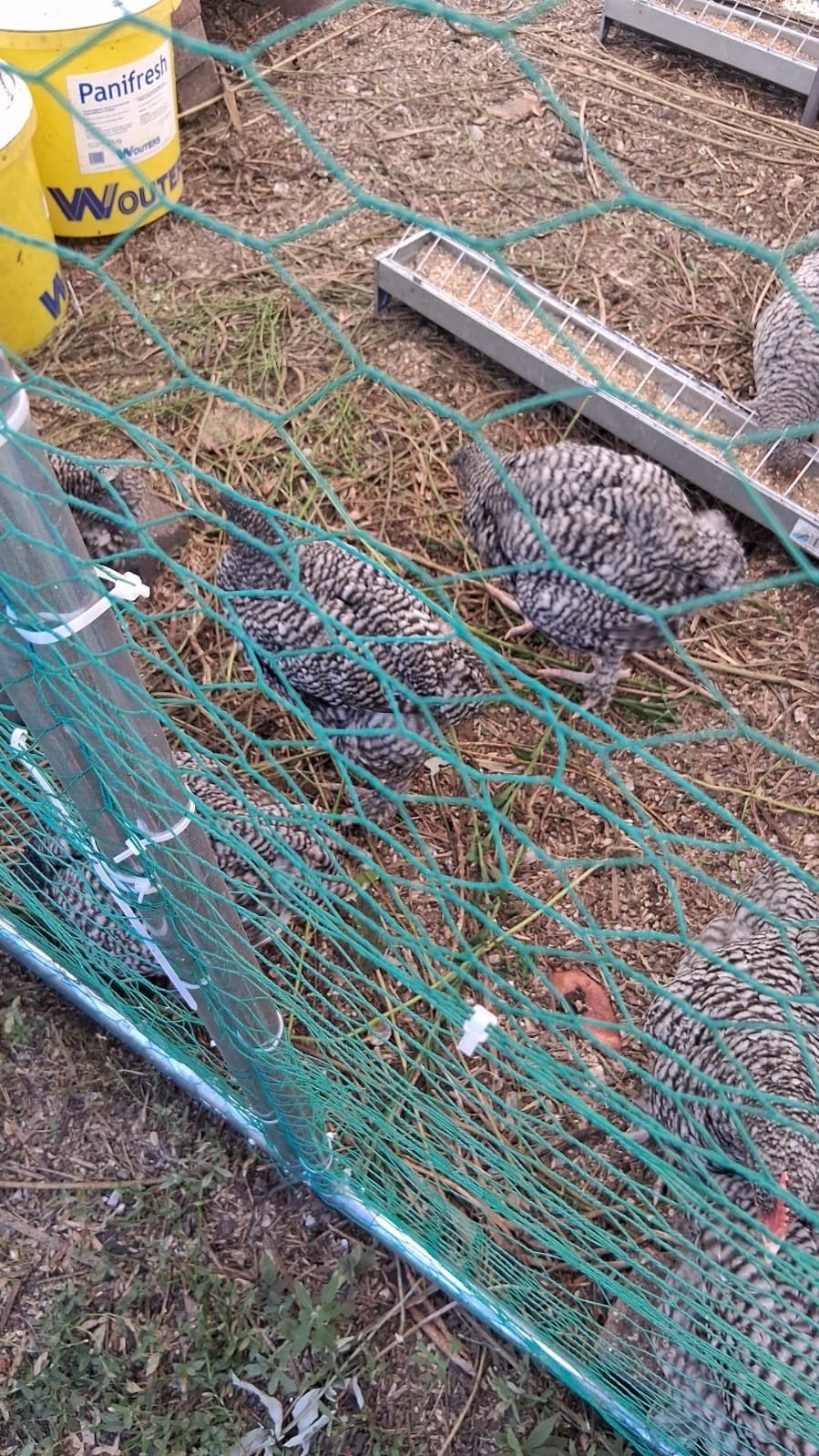 Mechelse koekoek haan 10 euro kip 15 euro, Dieren en Toebehoren, Pluimvee, Kip