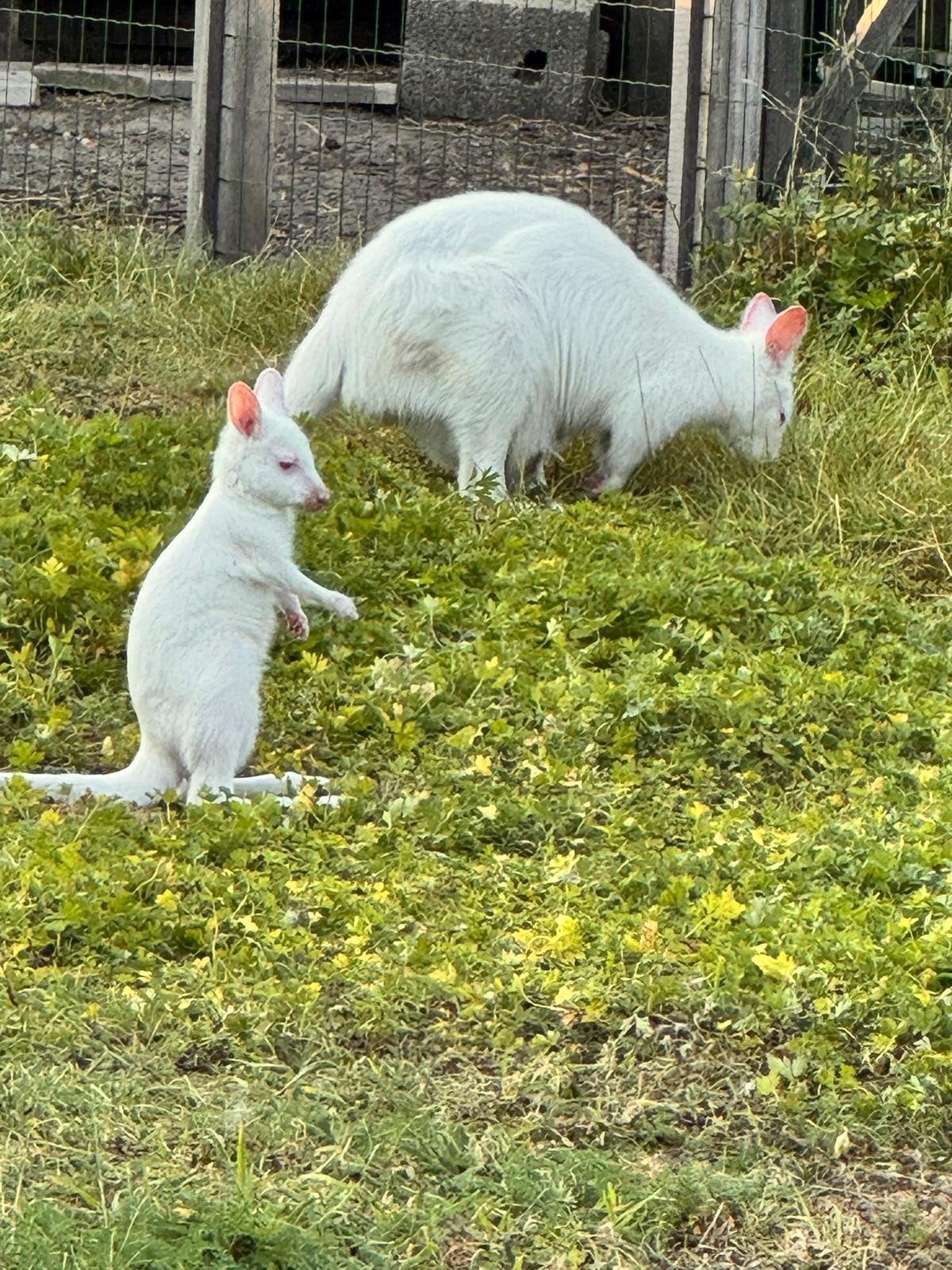 Kangoeroe, Dieren en Toebehoren, Maart, Mannelijk