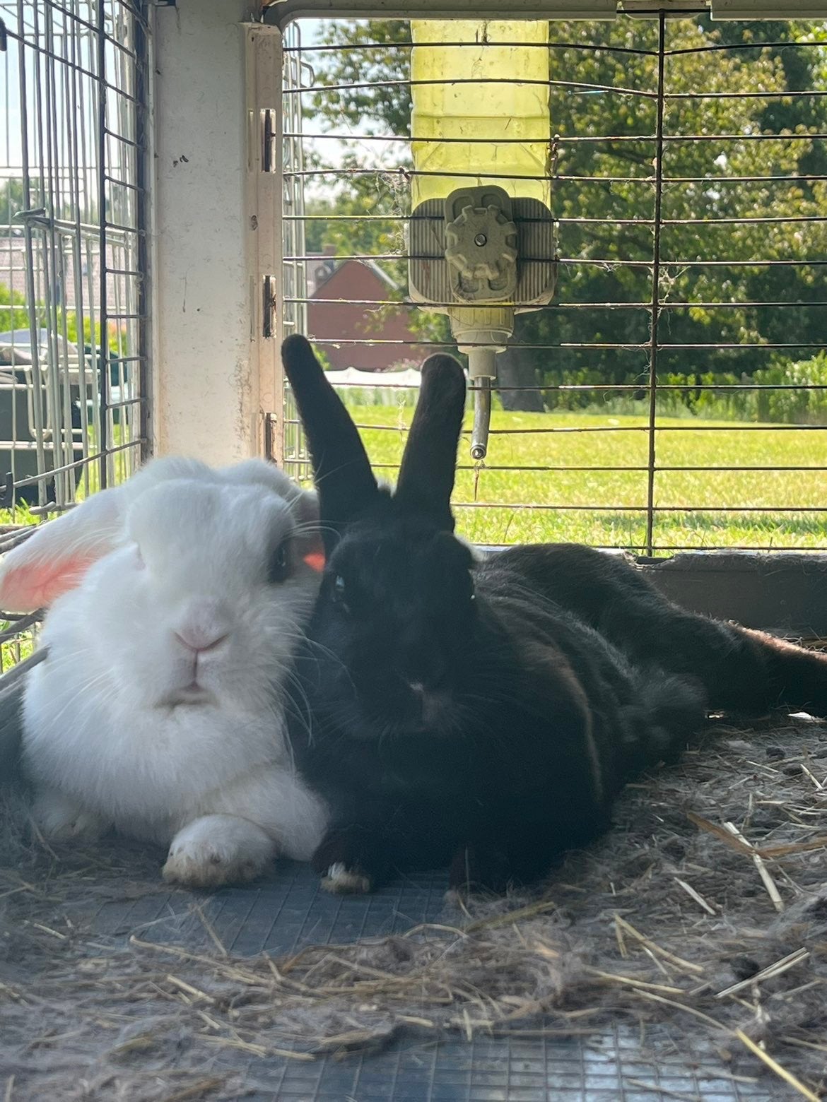 2 Konijntjes - gratis af te halen, Dieren en Toebehoren, Vrouwelijk, Klein, 3 tot 5 jaar