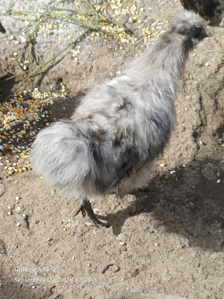 zijdehoenders 2026, Dieren en Toebehoren, Kip