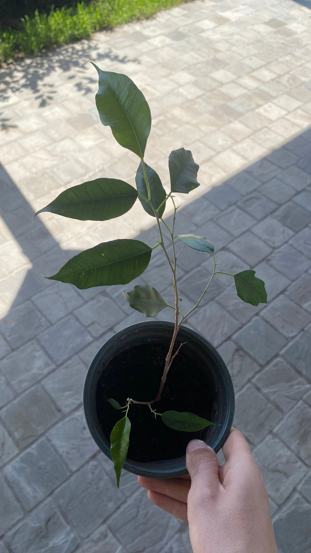 Ficus benjamina, Ophalen