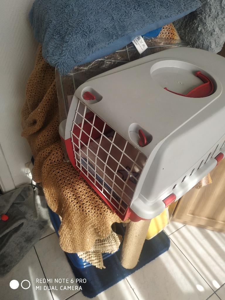 Accessoires et nourriture pour chat, Animaux & Accessoires, Enlèvement, Chat