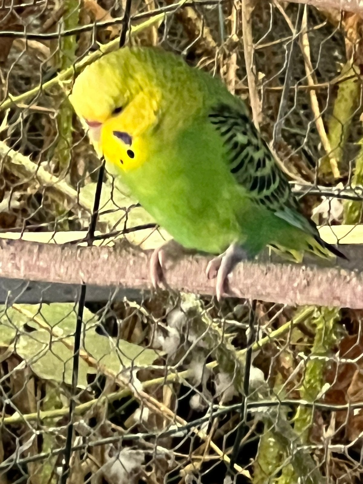 Perruches ondulées, Plusieurs animaux, Perruche