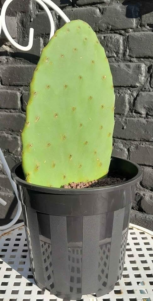 Opuntia vijgcactus, Huis en Inrichting, Kamerplanten, Ophalen, Minder dan 100 cm, In pot, Cactus