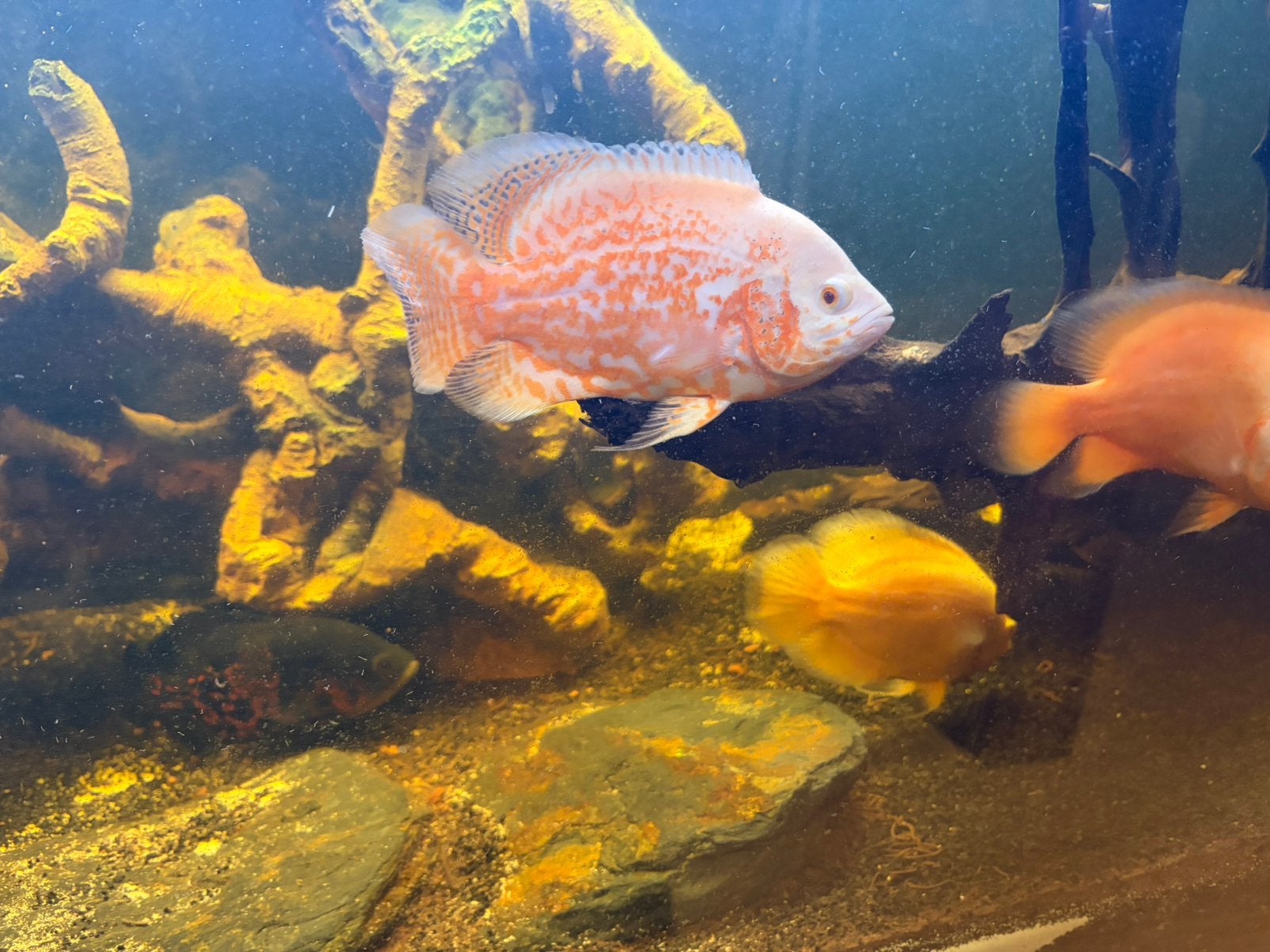 Vissen, Dieren en Toebehoren, Vissen | Aquariumvissen, Vis, Zoetwatervis