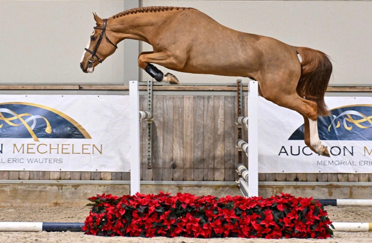 4 jaarse hengst tobago z, Dieren en Toebehoren, Springpaard, Hengst, Met stamboom, Z
