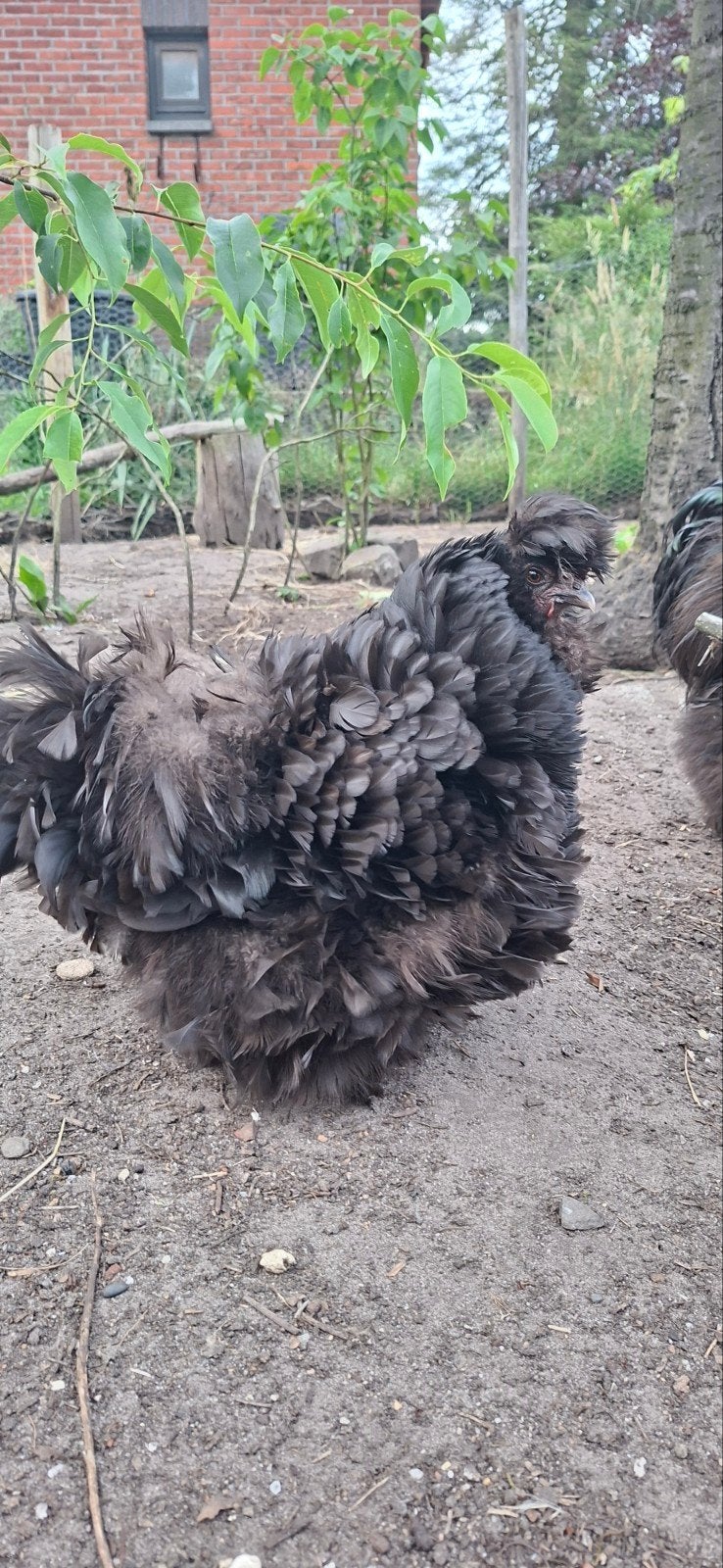 Zijdehoen hen krulveer, Dieren en Toebehoren, Vrouwelijk, Kip