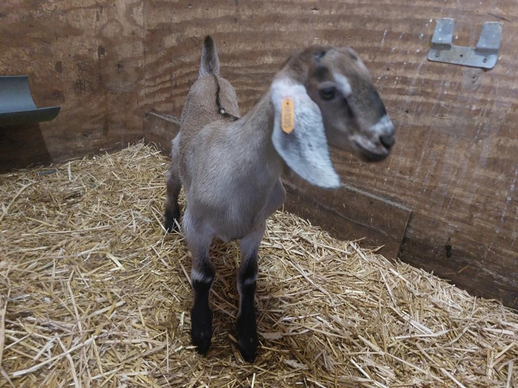 Boklam 75%nubisch, Mâle, Chèvre, 0 à 2 ans