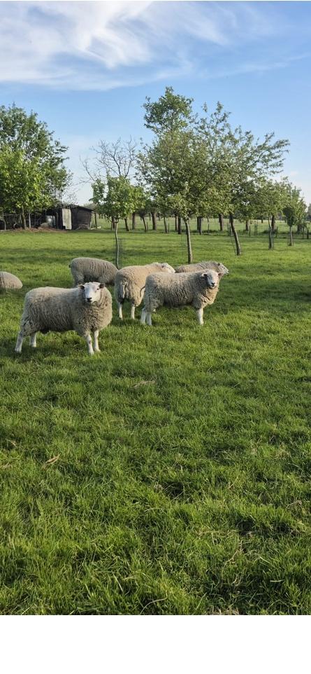 Rammen, Dieren en Toebehoren, Schapen, Geiten en Varkens